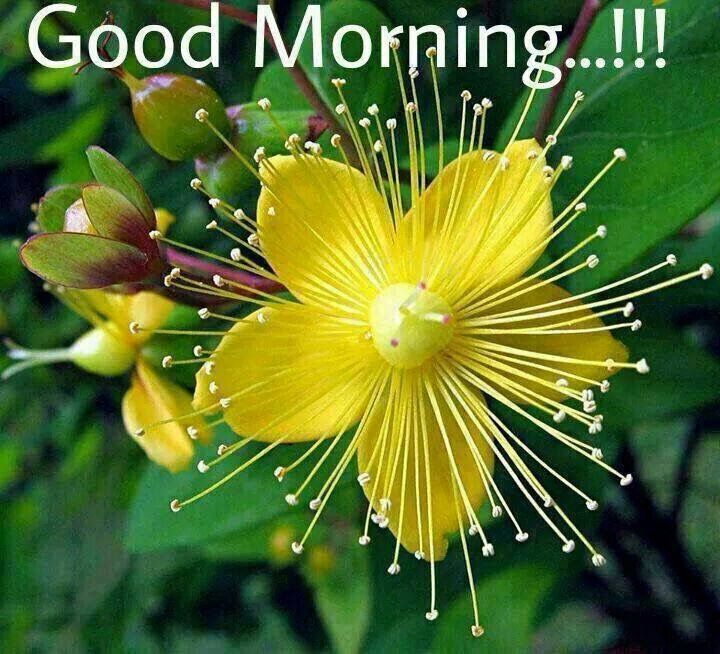 good morning wishes
